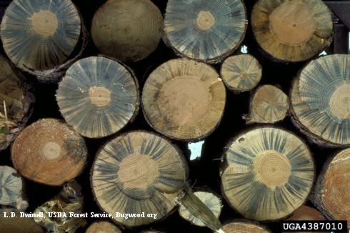 Pine logs infected with blue stain fungus, <i>Ceratocystis</i> sp.