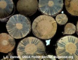 Logs infected with blue stain fungi, the food of pine wilt nematode when it feeds in native conifers.