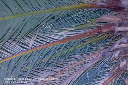 Canary Island date palm, <i>Phoenix canariensis</i>, with petiole and rachis blight, caused by <i>Cocoicola</i> spp. 