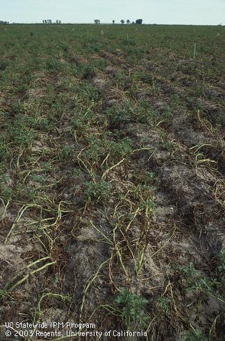 Potato field severely affected by black dot, caused by <I>Colletotrichum coccodes.</I>.