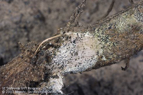 Black dots of sclerotia and acervuli of the black dot fungus, <I>Colletotrichum coccodes,</I> on a diseased stem.