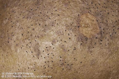 Black dot sclerotia on the surface of a potato tuber.