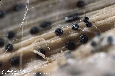 Spore-forming structures (acervuli) of the black dot fungus, <I>Colletotrichum coccodes,</I> have prominent black 