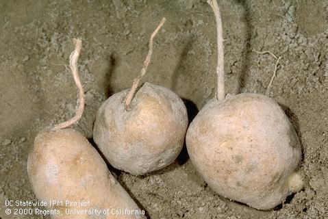 When the black dot fungus, <I>Colletotrichum coccodes,</I> attacks stolons, portions of the stolons may remain attached to tubers (