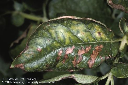 Foliage damaged by ring rot, bacterial wilt.