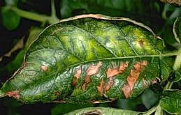 Yellowing and burning of foliage