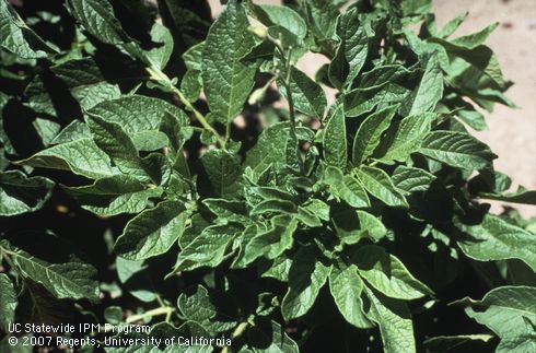 Foliage symptoms of ring rot.