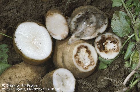 Range of vascular decay symptoms of ring rot (bacterial wilt).