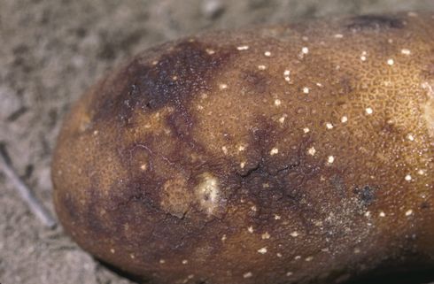 Tuber damaged by ring rot, bacterial wilt.