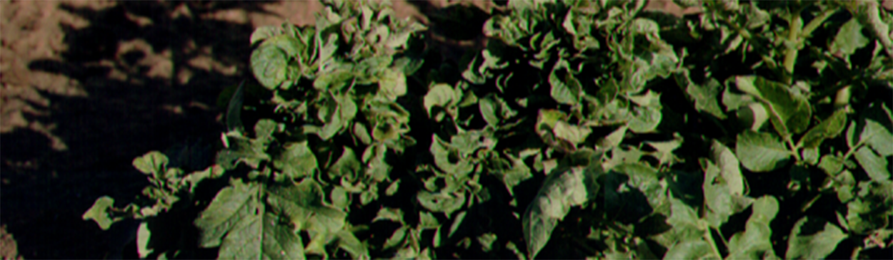 Potato plant infected with Cucumber mosaic virus, showing leaf curling and yellowing.