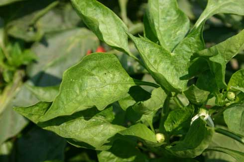 Pepper leaves showing overall lighter color with mosaic patterns and leaf curling, symptoms of <i>Cucumber mosaic cucumovirus.</i>.