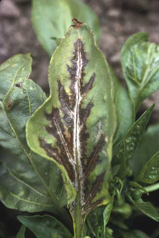 Mature pepper leaves infected with <i>Cucumber mosaic cucumovirus</i> showing necrotic areas in an oak leaf pattern.