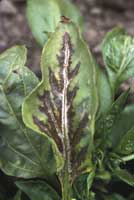 Mature pepper leaves infected with Cucumovirus mosaic disease showing necrotic areas in an oak leaf pattern.