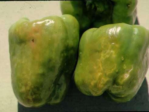 Discolored, distorted, pepper fruit with a bumpy surface caused by <i>Cucumber mosaic cucumovirus.</i>.