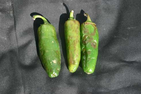 Discolored and distorted chili pepper fruit with a bumpy surface caused by <i>Cucumber mosaic cucumovirus.</i>.