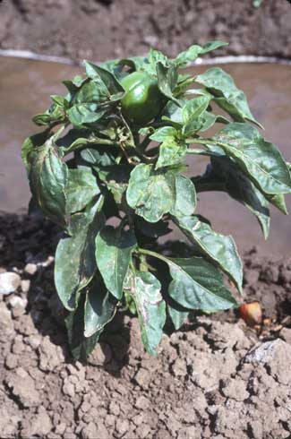 A pepper plant infected with <i>Cucumber mosaic virus</i> showing leaf curling and mosaic.