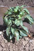 A pepper plant infected with Cucumber mosaic virus showing leaf curling and mosaic.