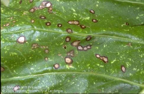 Foliage symptoms of Cercospora leaf spot.