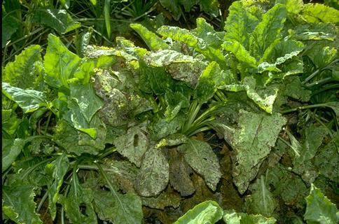 Severe Cercospora leaf spot causes sugar beet plants to collapse.