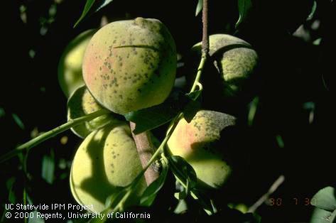 Scab lesions on peach fruit.