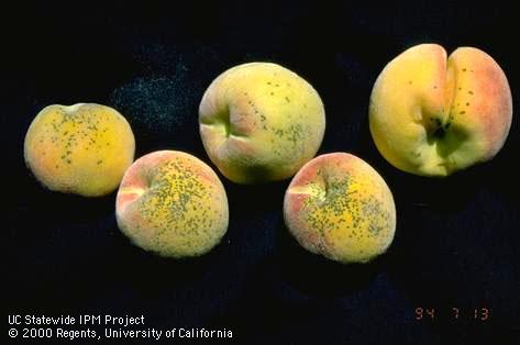 Scab lesions on peach fruit.