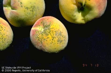 Dark grayish black spots on the skin of a peach due to scab, <i>Cladosporium carpophilum</i> =<i>Fusicladium carpophilum</i>.