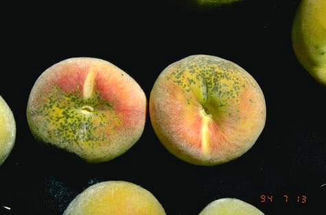 Scab lesions on peach fruit.