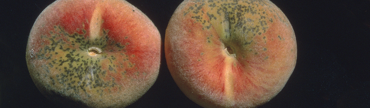 Scab lesions on peach fruit.