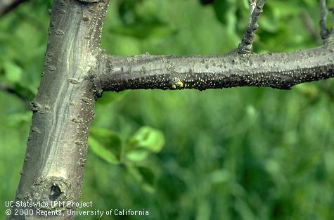 Sunken bark (left) and Pycnidia (white dots) of Cytospora canker on prune.