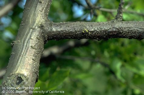 Sunken bark (left) and Pycnidia (white dots) of Cytospora canker on prune.