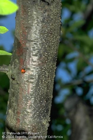 Cytospora canker pycnidia and gumming near a sunburn wound on prune.