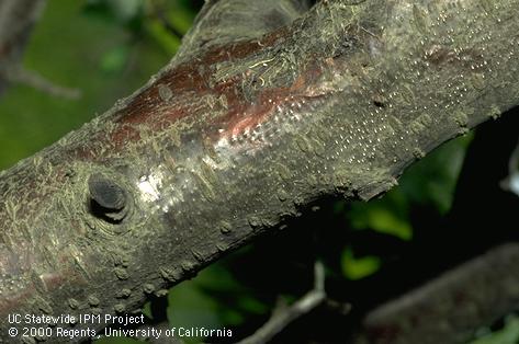 Bark discolored reddish and cankered by sunburn. Cytospora canker, <i>Cytospora leucostoma</i>, is developing at the sunburned site as evidenced by its pimplike fruit bodies (pycnidia).