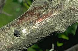 Brown sunken canker on prune branch