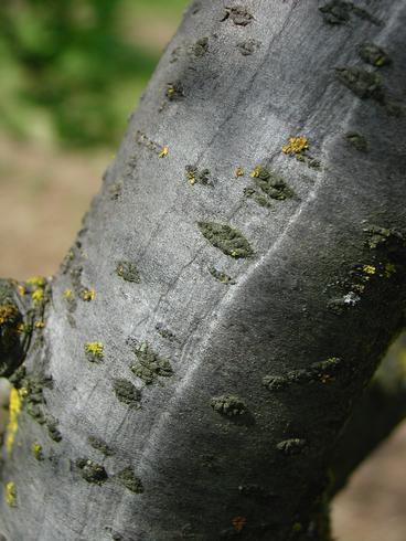 Depressed bark over a canker caused by <I>Cytospora leucostoma.</I>.