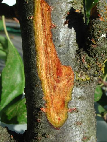 The perennial nature of cankers caused by <I>Cytospora leucostoma</I> gives them a zonate pattern.