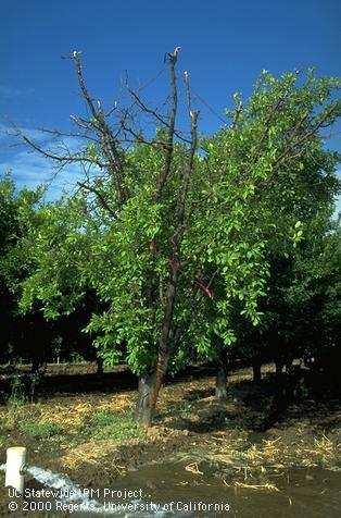 Prune tree branches killed by Cytospora canker.