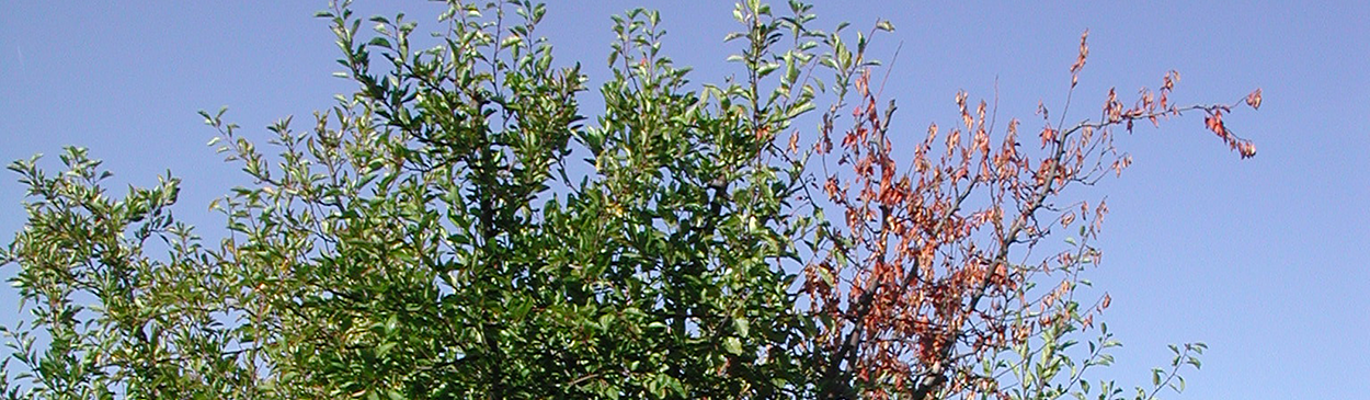 Flagging of a branch girdled by Cytospora leucostoma