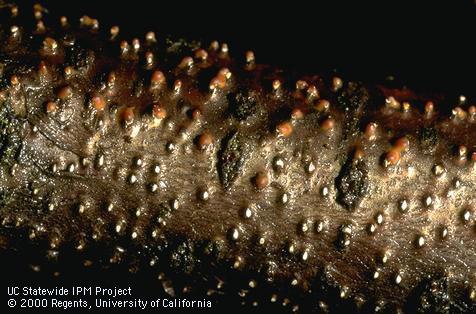 Pycnidia (white) and spore masses (amber) of Cytospora canker on prune.