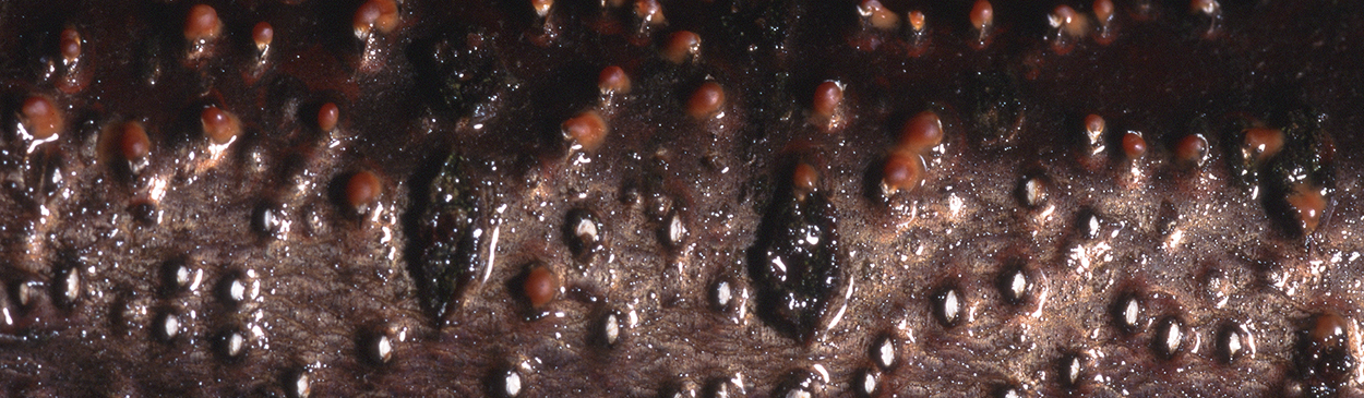 Pycnidia (white) and spore masses (amber) of Cytospora canker.