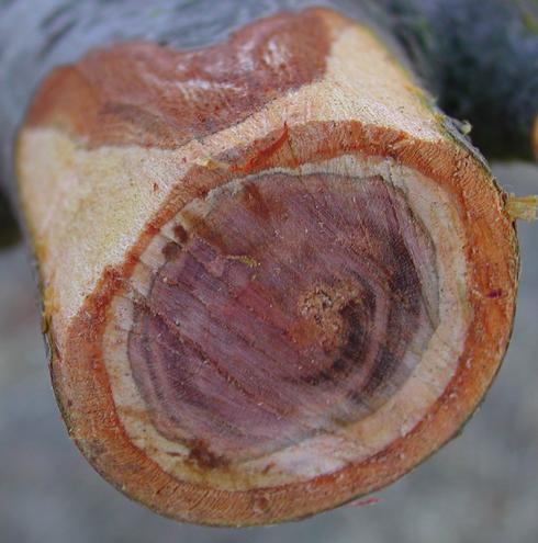 When pruning to remove a Cytospora canker, check to be sure that all the discolored wood has been removed.