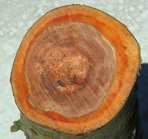 When pruning to remove a Cytospora canker, check to be sure that all the discolored wood has been removed.