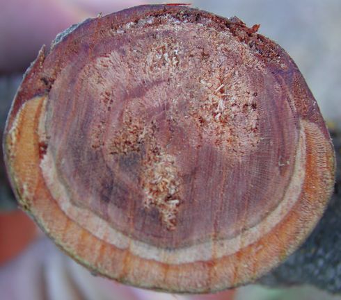 Wood discolored by <I>Cytospora leucostoma</I> can be seen around the top of this pruning cut, showing that the Cytospora canker has not been completely removed.