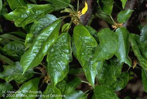 Foliage affected by cherry mottle leaf.