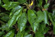 Cherry mottle leaf symptoms