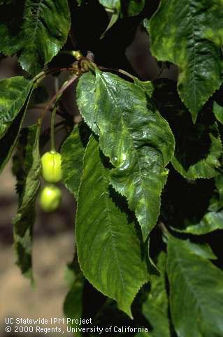 Foliage damaged by cherry mottle leaf.