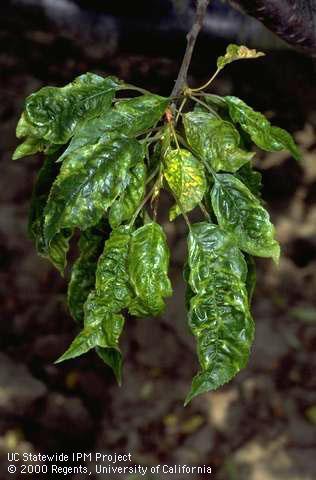 Cherry leaves with chlorotic mottling, distortion, and puckering due to <i>Cherry mottle leaf virus</i>.