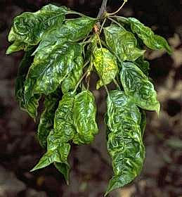 Chlorotic mottling, distortion, and puckering of cherry leaves due to Cherry mottle leaf virus.