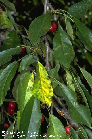 Foliage symptoms of necrotic rusty mottle.