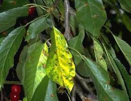 Brown, necrotic leaf lesions and chlorosis are
symptoms of cherry necrotic rusty mottle.