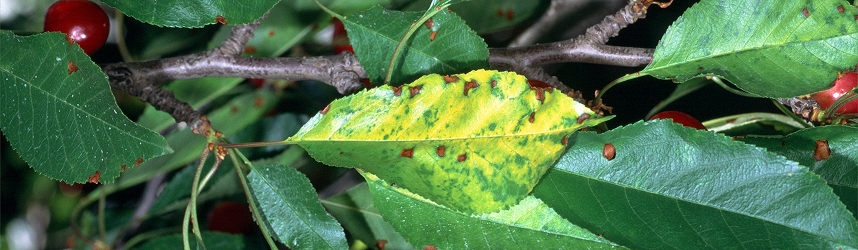 Foliage symptoms of necrotic rusty mottle.